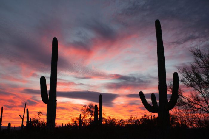 cacti sonoran desert scottsdale az